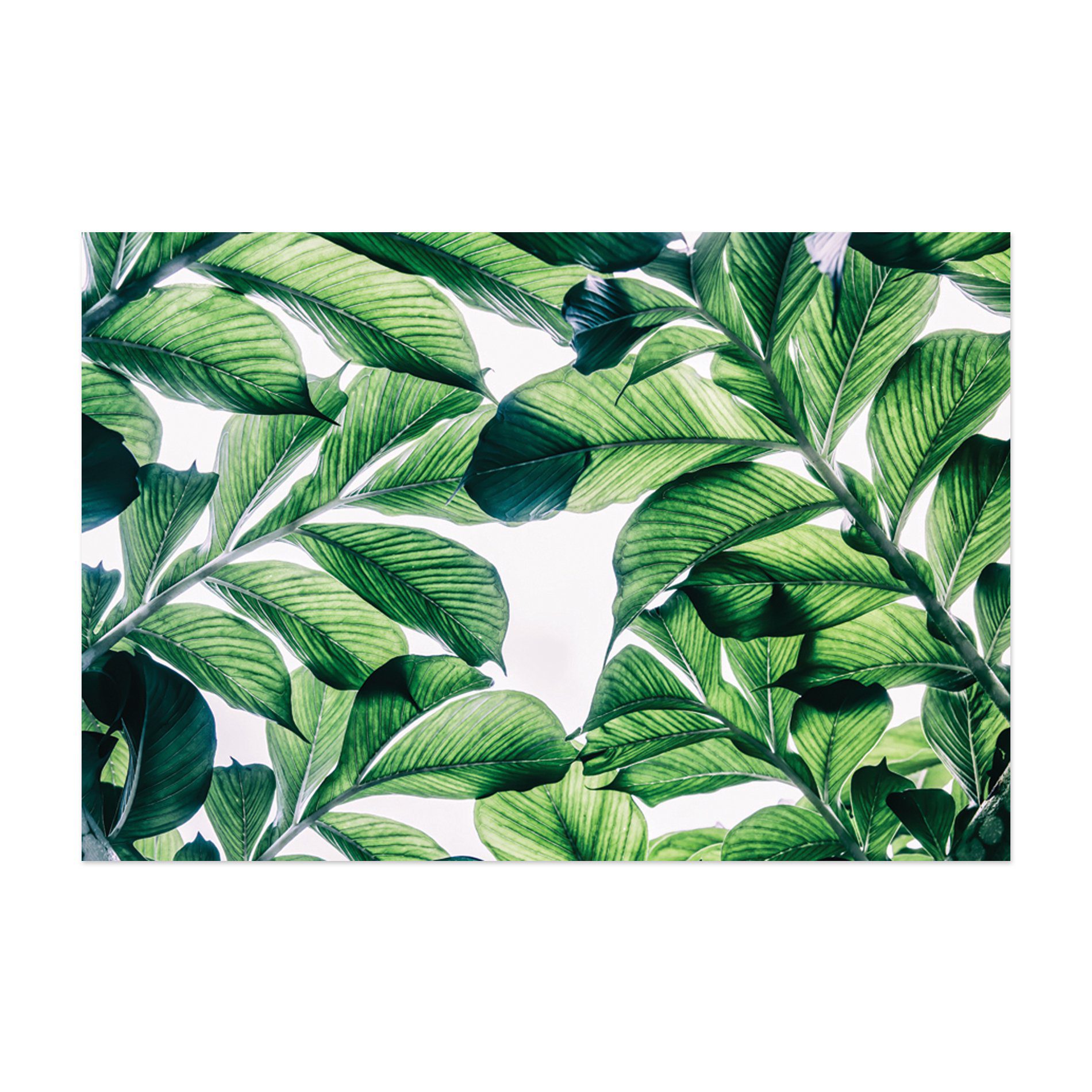 Placa Decorativa MDF Folhagem Folha 30x40cm Kit 4un