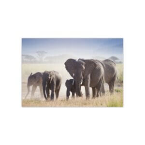 Placa Decorativa MDF Foto Safari Elefante 20x30cm
