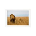 Quadro para Sala Foto Safari Leão Moldura Branca 22x32cm