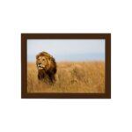 Quadro para Sala Foto Safari Leão Moldura Marrom 33x43cm