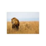 Placa Decorativa MDF Foto Safari Leão 30x40cm