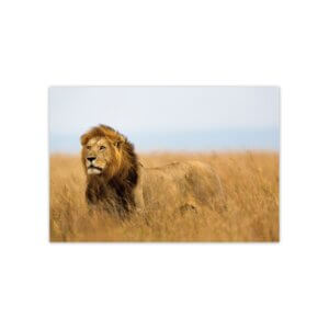 Placa Decorativa MDF Foto Safari Leão 30x40cm