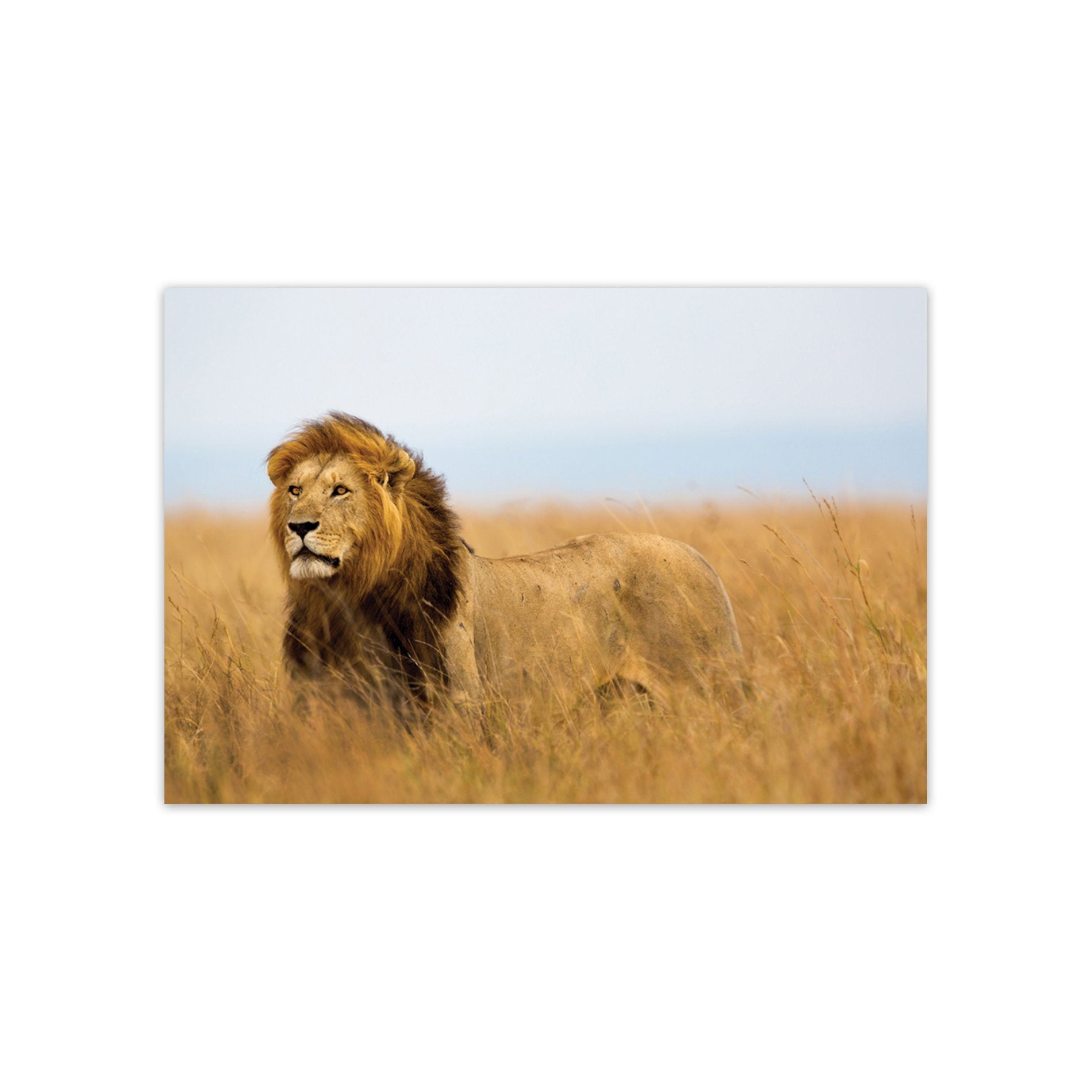 Placa Decorativa MDF Foto Safari Leão 30x40cm