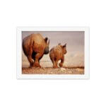 Quadro para Sala Foto Safari Rinoceronte Moldura Branca 22x32cm
