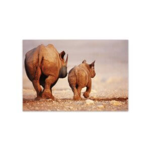 Placa Decorativa MDF Foto Safari Rinoceronte 20x30cm