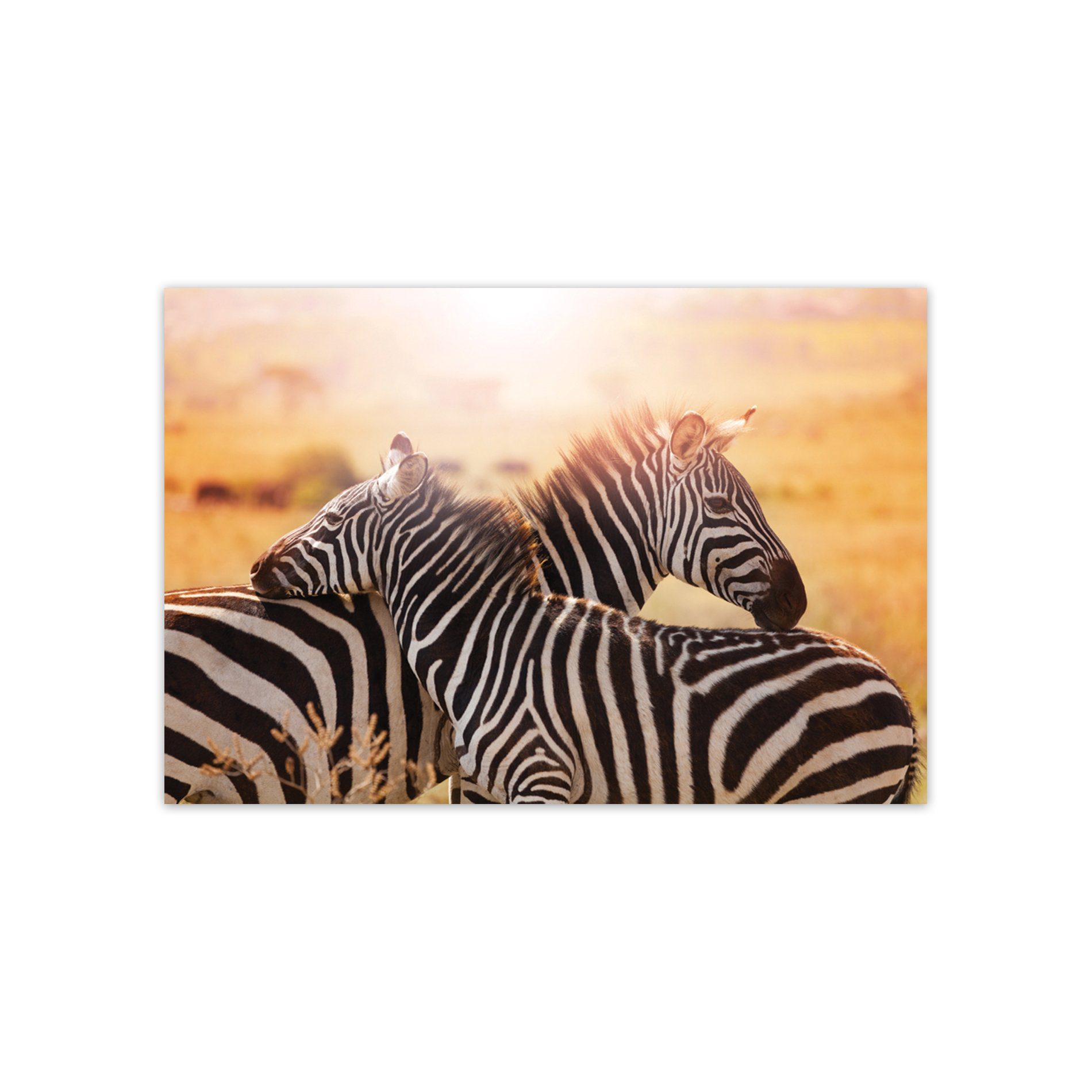 Placa Decorativa MDF Foto Safari Zebra 30x40cm
